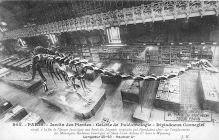 207 Jardin des plantes. Galerie de Paléontologie. Diplodocus carnegiel
