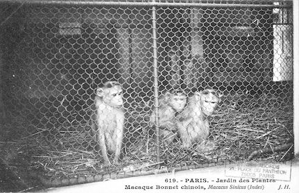 233 Jardin des plantes. Macaques Bonnet chinois. Macacus sinicus