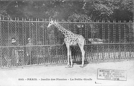 247 Jardin des plantes. La petite girafe