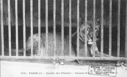 260 Jardin des pantes. Lionne d'Asie. Felis leo