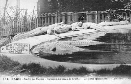 267 Jardin des plantes. Caïmans à museau de brochet.  Alligator mississipensis